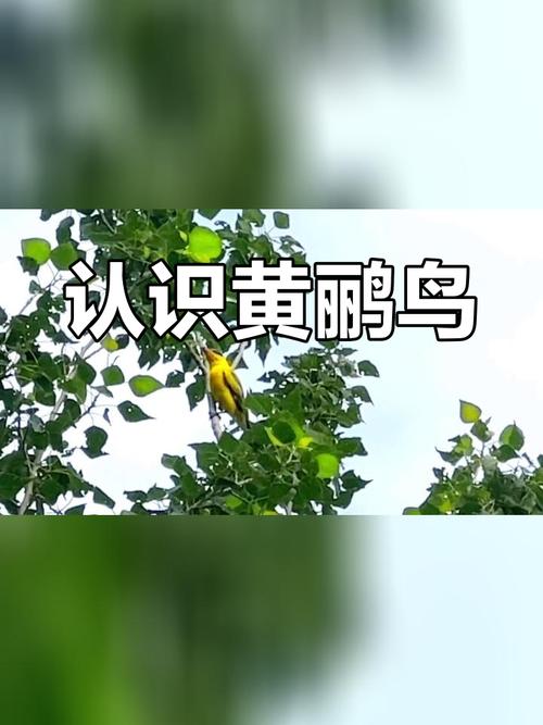 揭秘梦见黄莺的7大心理象征及其风水影响