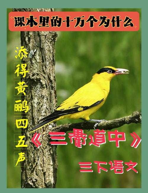 揭秘梦见黄莺的7大心理象征及其风水影响