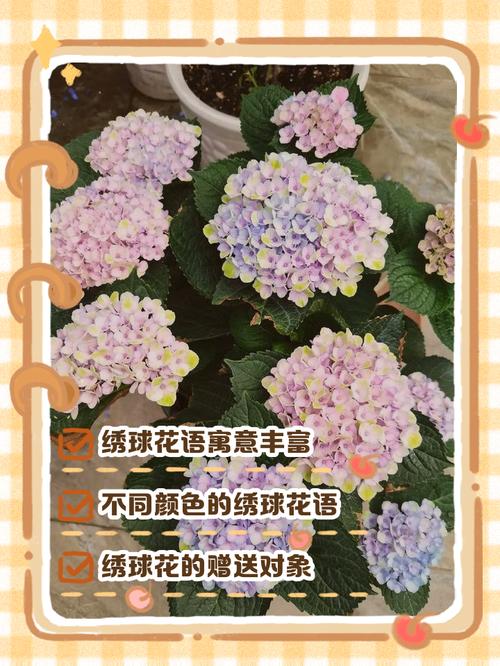 梦见绣球花开预示哪些？揭秘灵魂暗示的秘密！