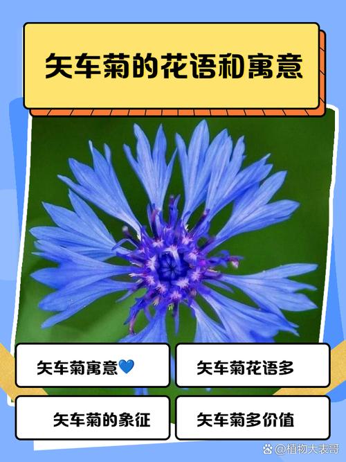 梦见矢车菊象征哪些?解密梦境背后的深层含义,带来好运的高效解决方案 梦见矢车菊象征哪些?解密梦境背后的深层含义,带来好运的高效解决方案