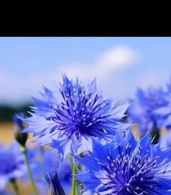 梦见矢车菊象征哪些?解密梦境背后的深层含义,带来好运的高效解决方案 梦见矢车菊象征哪些?解密梦境背后的深层含义,带来好运的高效解决方案