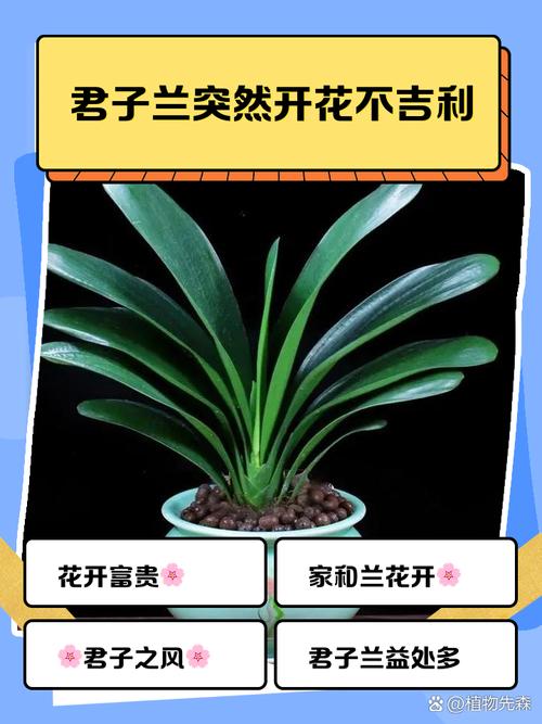 揭秘梦见君子兰寓意9大重点解析与专家建议