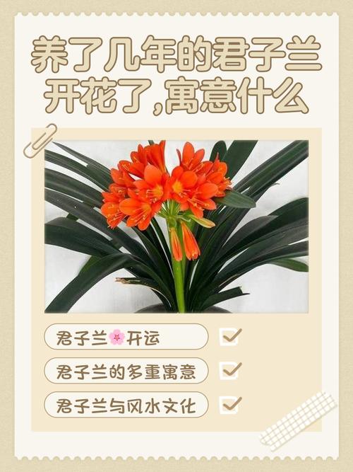 揭秘梦见君子兰寓意9大重点解析与专家建议