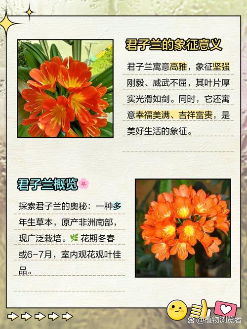 揭秘梦见君子兰寓意9大重点解析与专家建议