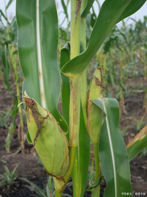 梦见玉米地详解好运预兆 vs 隐忧分析 梦见玉米地详解好运预兆 vs 隐忧分析