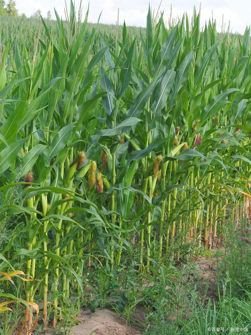 梦见玉米地详解好运预兆 vs 隐忧分析 梦见玉米地详解好运预兆 vs 隐忧分析