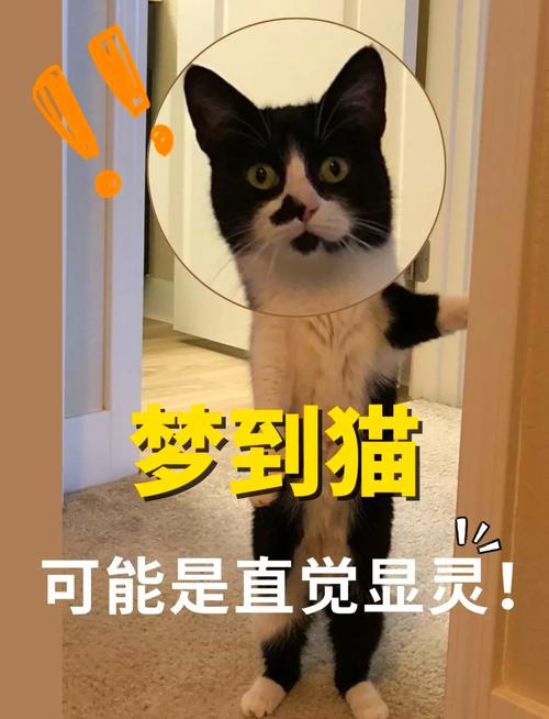 梦见猫进屋解析好运来临还是潜在风险？