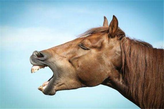 解梦马咬人暗示着哪些？深层解析背后含义与预示