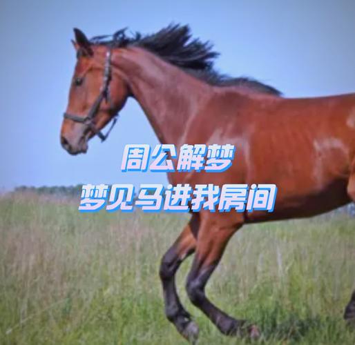 解梦马咬人暗示着哪些？深层解析背后含义与预示