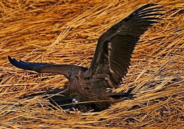 梦见秃鹫的深层象征意义,解读预示内心转变与成长之旅! 梦见秃鹫的深层象征意义,解读预示内心转变与成长之旅!