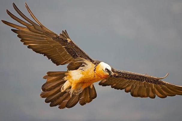 梦见秃鹫的深层象征意义,解读预示内心转变与成长之旅! 梦见秃鹫的深层象征意义,解读预示内心转变与成长之旅!