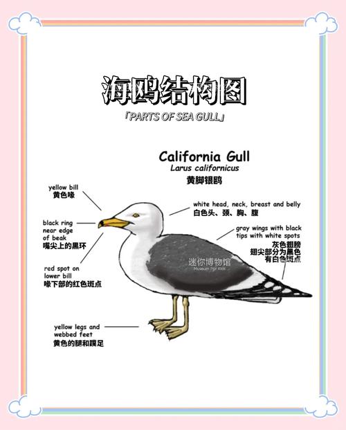 梦见海鸥象征意义揭秘4个心理学重要解读