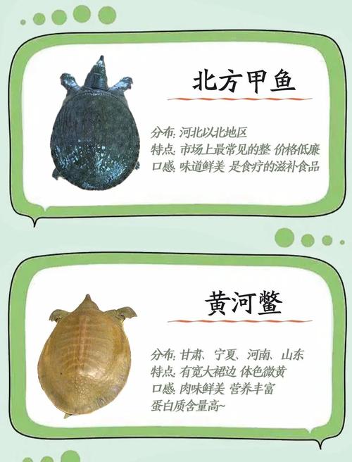 解读梦见甲鱼的7个象征意义和心理暗示