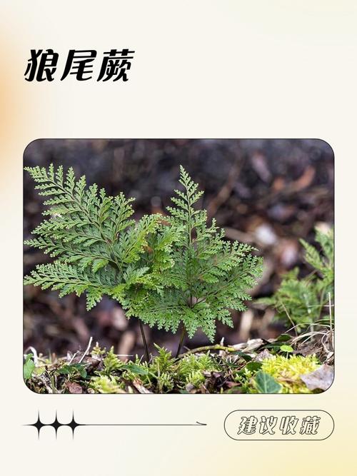 梦见蕨类植物预示哪些征兆？探索梦境背后的心理意义