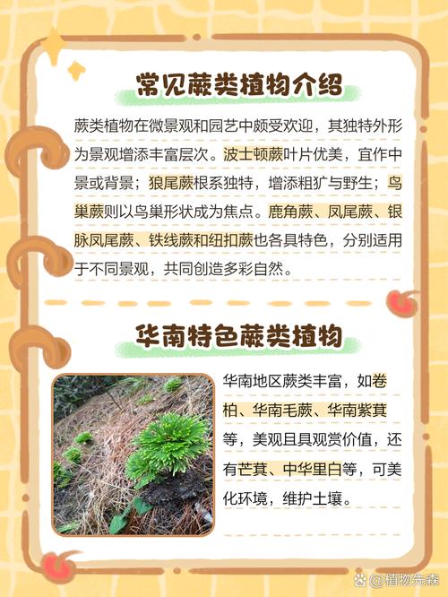 梦见蕨类植物预示哪些征兆？探索梦境背后的心理意义