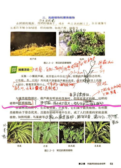 梦见蕨类植物预示哪些征兆？探索梦境背后的心理意义