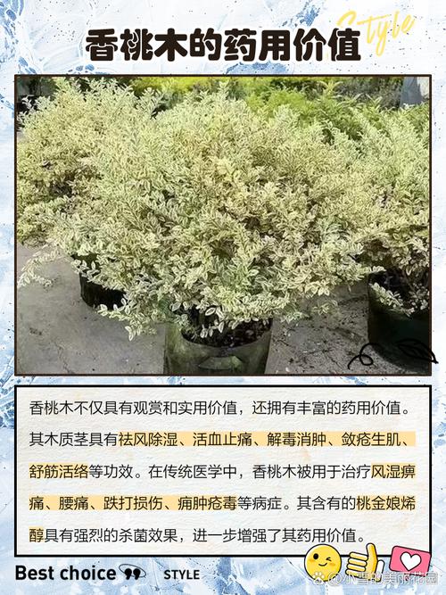 梦见香桃木预示及心理解析，助你更好理解梦境的深层含义