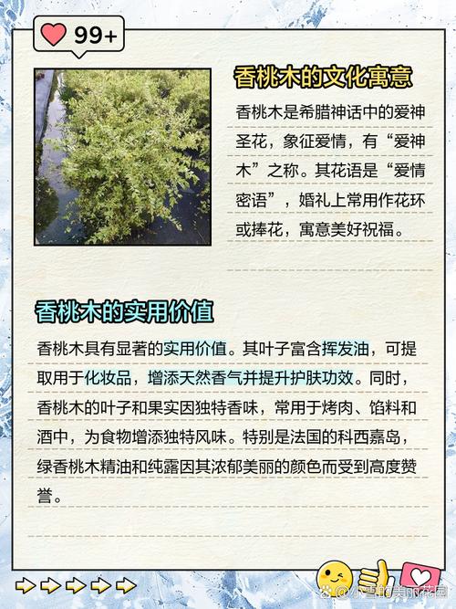 梦见香桃木预示及心理解析，助你更好理解梦境的深层含义