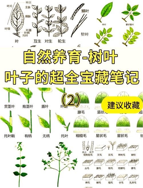揭秘梦境解读梦见树叶的10个心理学解说