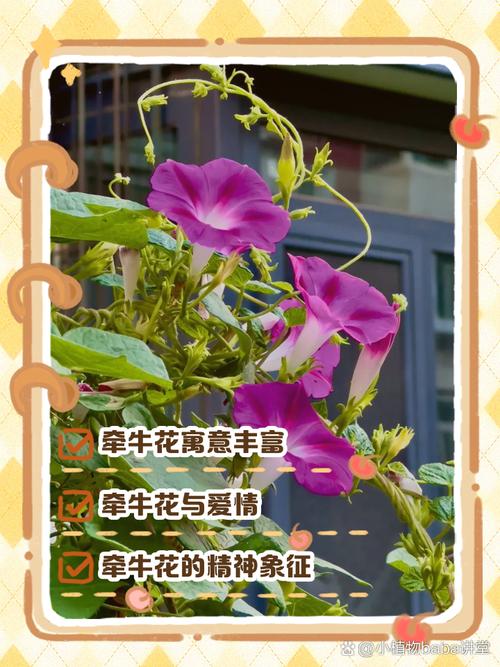梦见牵牛花的5种象征意义,揭示内心秘密 梦见牵牛花的5种象征意义,揭示内心秘密