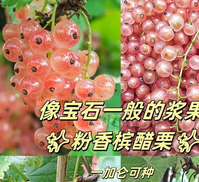 解析梦见醋栗树的5个深度寓意,让您的生活更有启发 解析梦见醋栗树的5个深度寓意,让您的生活更有启发