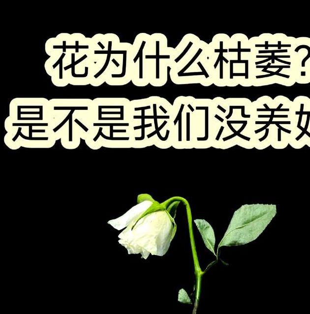 权威解析梦见花朵凋零的心理暗示与科学原因分析
