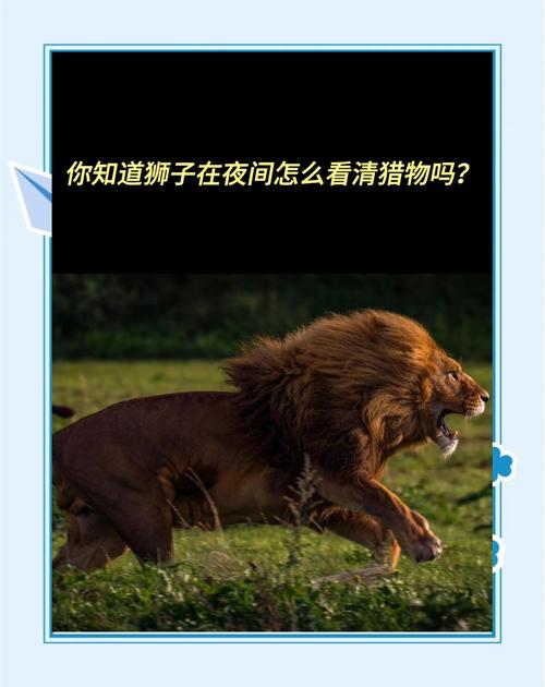 梦见狩猎的背后秘密解读梦境中未曾察觉的潜在象征