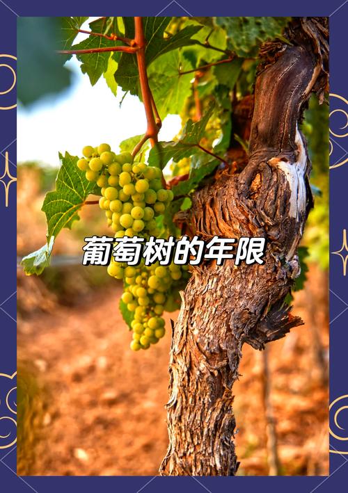 梦见葡萄树解析深度分析其象征意义及心理暗示