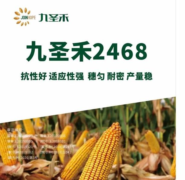 梦见玉米的象征意义精神财富与现实丰收如何抉择