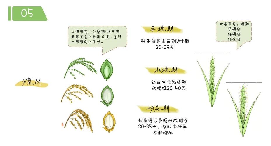 梦见水稻解读心理暗示与生活寓意对比分析