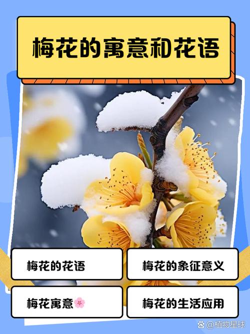 梦见梅花绽开暗藏玄机,背后寓意竟与人生转机有关? 梦见梅花绽开暗藏玄机,背后寓意竟与人生转机有关?