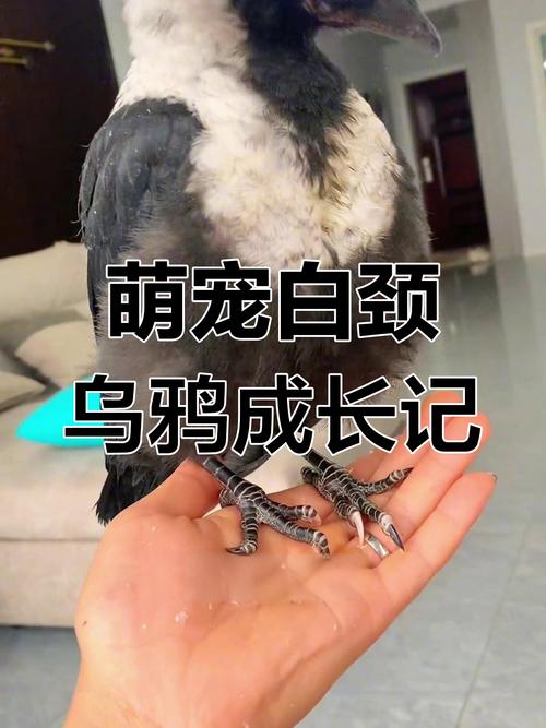 梦见白颈鸦预示哪些？揭开背后的心理暗示与象征意义