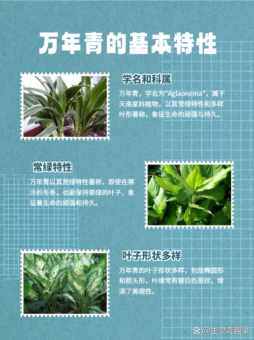 解梦解析万年青梦境象征的3个潜在意义 解梦解析万年青梦境象征的3个潜在意义