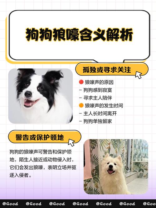 梦见狼狗解析解读5种梦境含义,提升心理认知 梦见狼狗解析解读5种梦境含义,提升心理认知