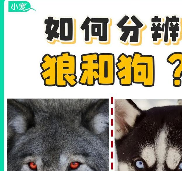 梦见狼狗解析解读5种梦境含义,提升心理认知 梦见狼狗解析解读5种梦境含义,提升心理认知