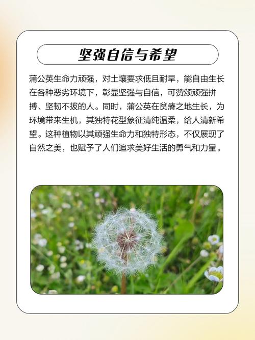 梦见蒲公英寓意解读好运与挑战并存 梦见蒲公英寓意解读好运与挑战并存