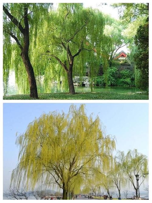 梦见水边垂柳预示哪些?揭秘梦境与现实的深层联系 梦见水边垂柳预示哪些?揭秘梦境与现实的深层联系