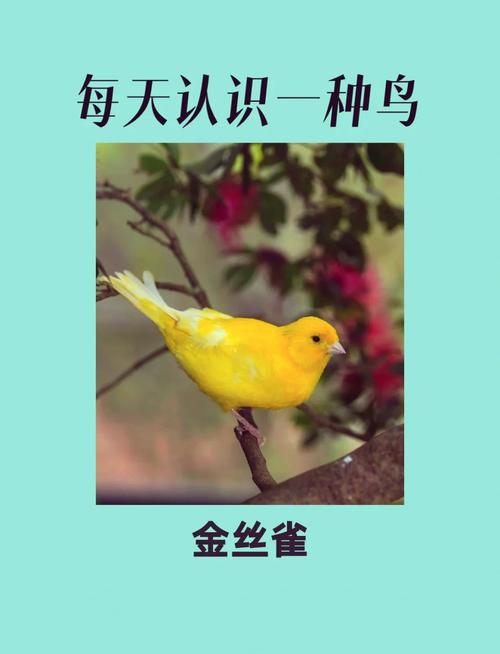 揭秘梦见金丝鸟的5大寓意,心理专家深度解析 揭秘梦见金丝鸟的5大寓意,心理专家深度解析