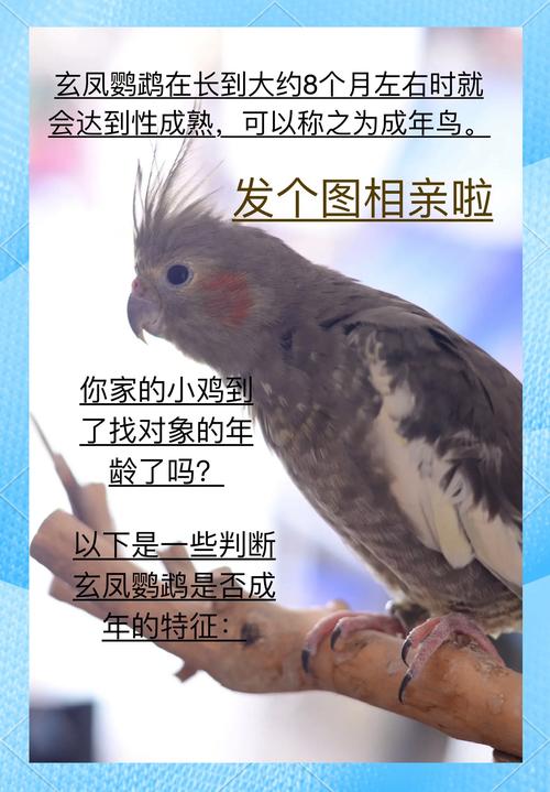 梦见雏鸡寓意解析传统解读VS现代心理分析哪个更贴近你 梦见雏鸡寓意解析传统解读VS现代心理分析哪个更贴近你