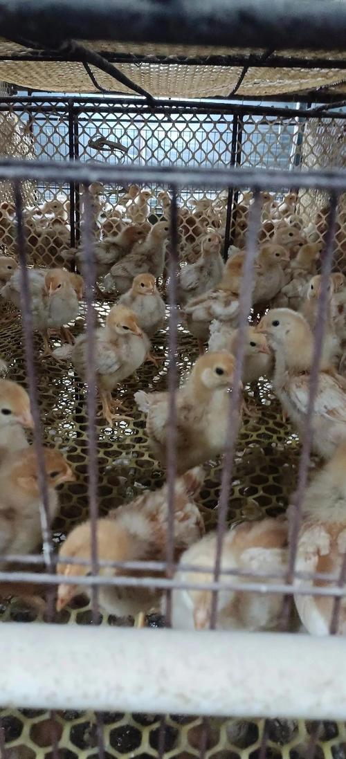 梦见雏鸡寓意解析传统解读VS现代心理分析哪个更贴近你 梦见雏鸡寓意解析传统解读VS现代心理分析哪个更贴近你