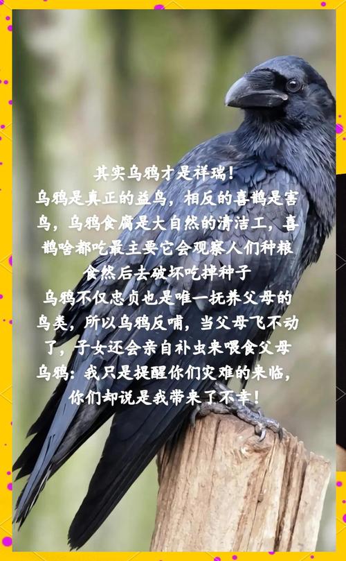 揭秘梦见乌鹊的深意,提升职业运势的实用指南 揭秘梦见乌鹊的深意,提升职业运势的实用指南