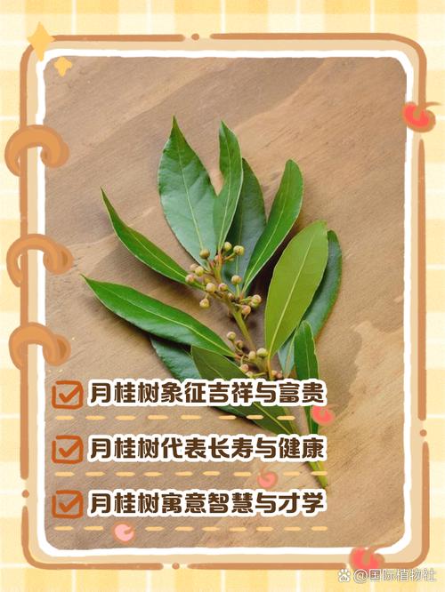 梦见月桂树吉祥象征与内心指引哪个更适合你? 梦见月桂树吉祥象征与内心指引哪个更适合你?
