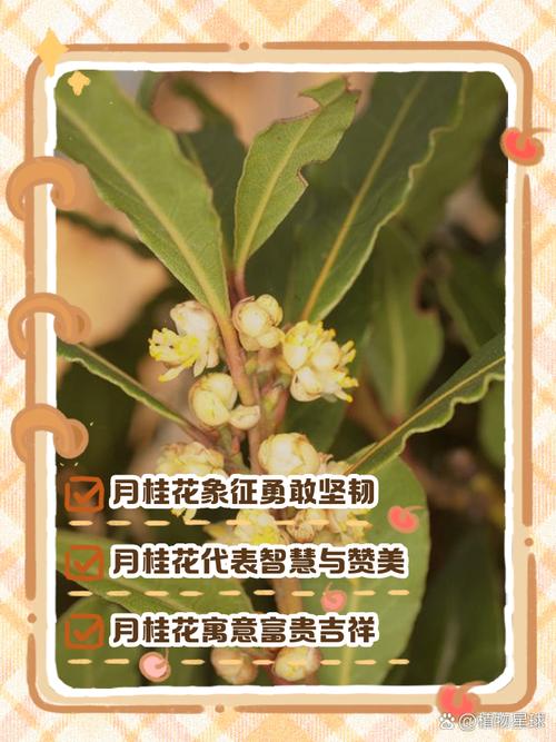 梦见月桂树吉祥象征与内心指引哪个更适合你? 梦见月桂树吉祥象征与内心指引哪个更适合你?