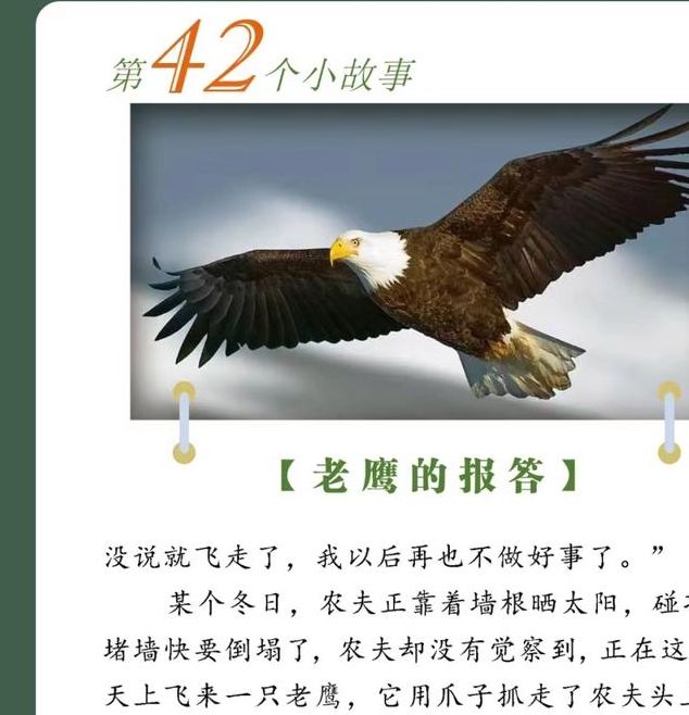 解梦猎鹰象征自由vs内心冲突的深度解析