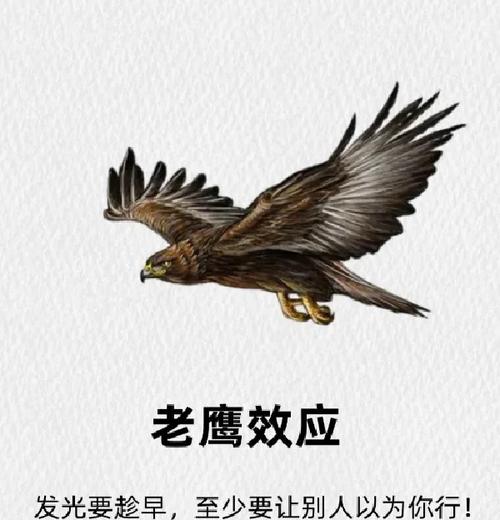 解梦猎鹰象征自由vs内心冲突的深度解析
