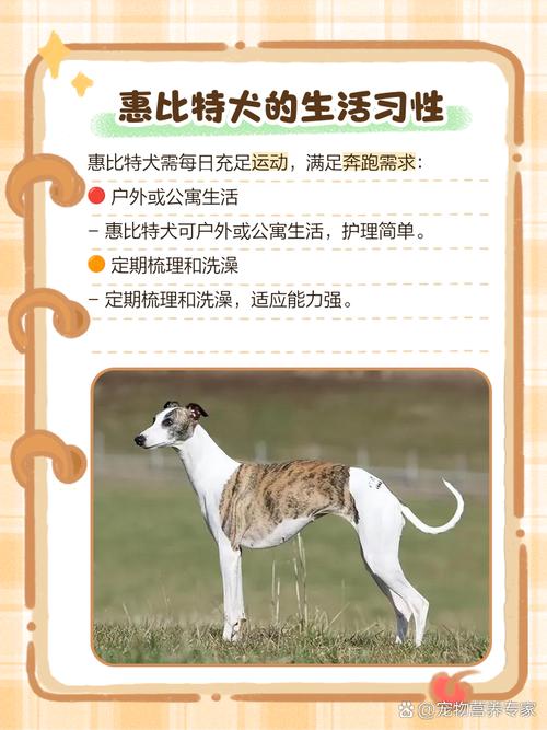 梦见灰狗象征意义解析解读灰狗梦境的心理暗示与高效解决方案 梦见灰狗象征意义解析解读灰狗梦境的心理暗示与高效解决方案