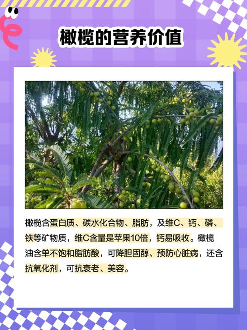 梦见橄榄象征着哪些？解析梦境寓意及心理暗示