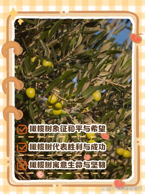 梦见橄榄象征着哪些？解析梦境寓意及心理暗示