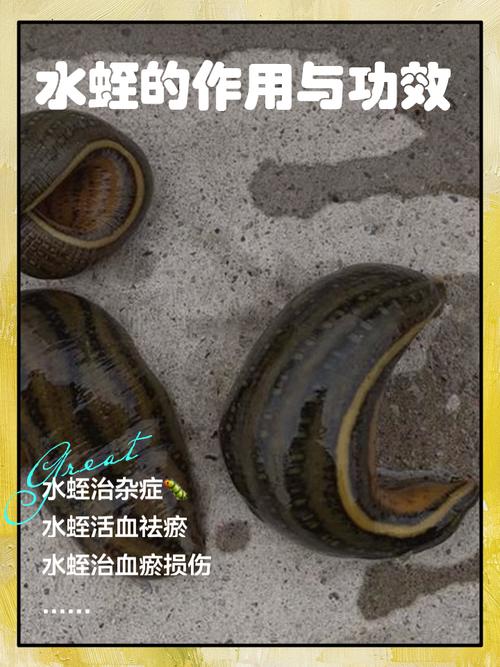 梦见水蛭的8个心理启示及应对策略解析