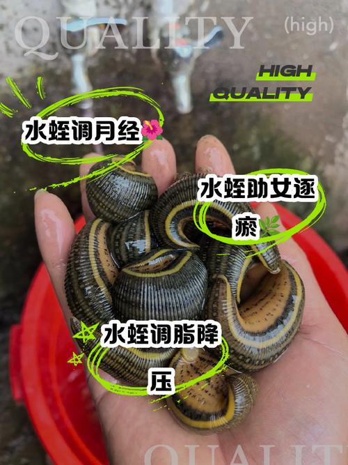 梦见水蛭的8个心理启示及应对策略解析
